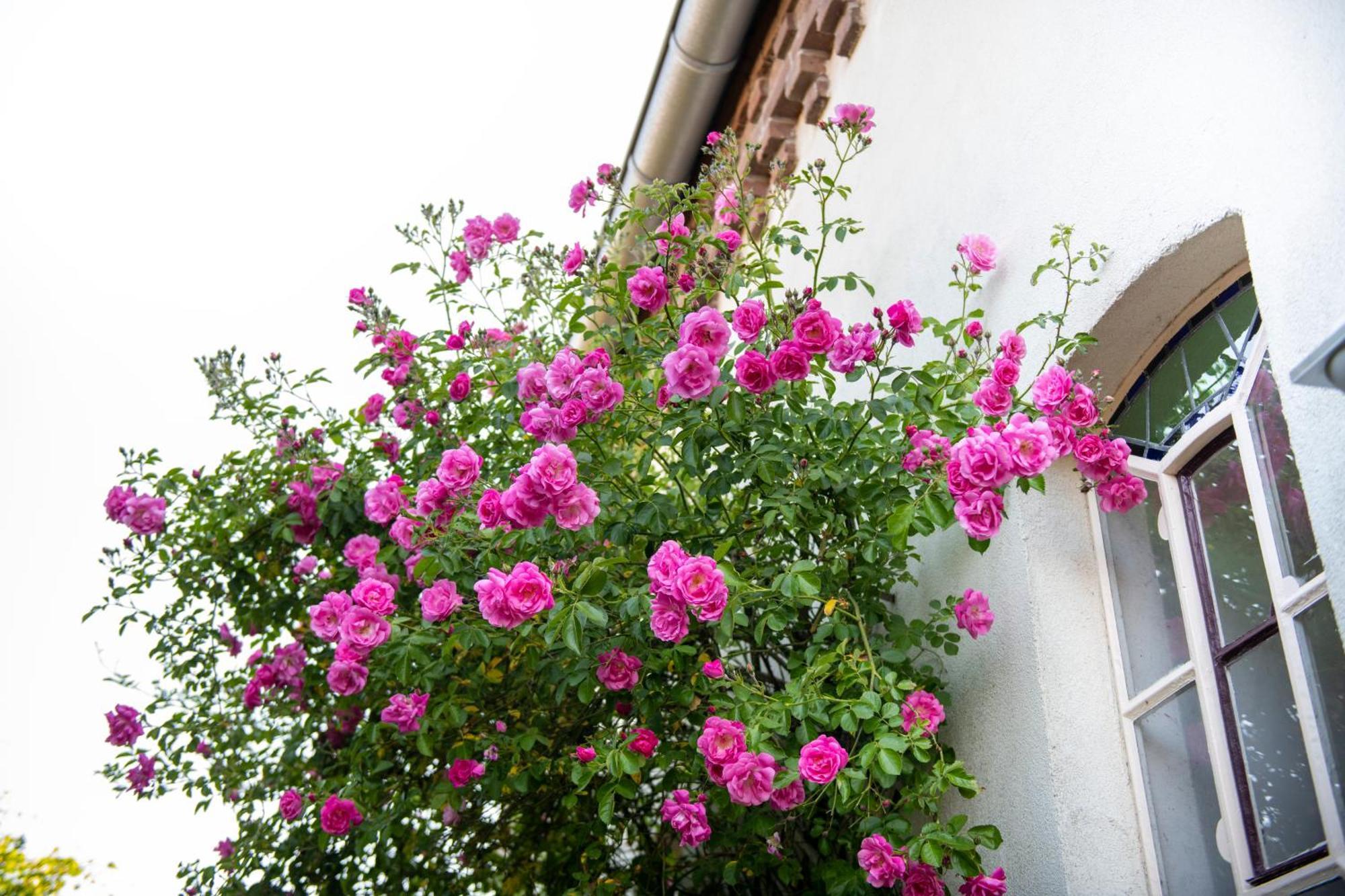 קלב B&B Reveille מראה חיצוני תמונה
